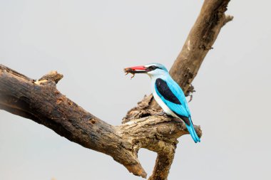 Woodland Kingfisher (Halcyon senegalensis) sitting on a branch in Mkuze Game Reserve in South Africa