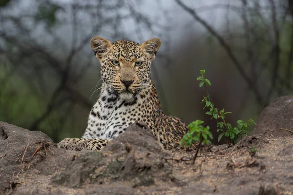 Leopard Panthera Pardus Looking Prey Termite Hill Game Reserve Greater — Stock Fotó