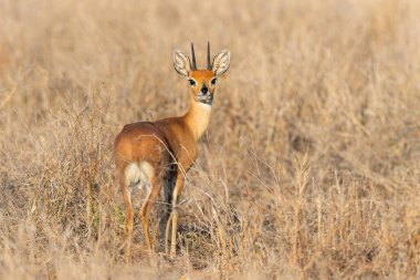 Steenbok standing in high grass in Kruger National Park in South Africa