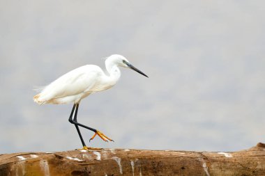 Little egret (Egretta garzetta) sitting on a branch on the borders of a lake in Mkuze Game Reserve in South Africa
