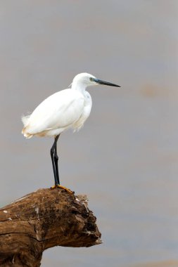 Little egret (Egretta garzetta) sitting on a branch on the borders of a lake in Mkuze Game Reserve in South Africa