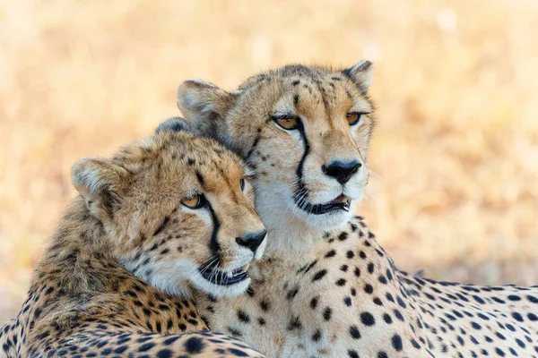 Portrait Une Mère Guépard Ourson Dans Réserve Mashatu Dans Bloc — Photo