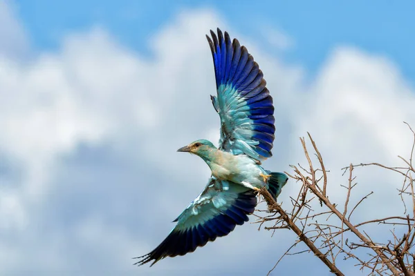 Rolo Europeu Coracias Garrulus Voando Para Longe Topo Arbusto Parque — Fotografia de Stock