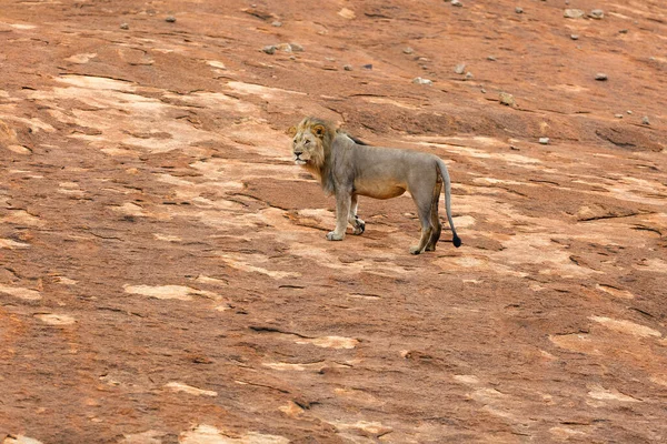 Männlicher Löwe Steht Auf Einem Felsplateau Nkomazi Game Reserve Kwa — Stockfoto