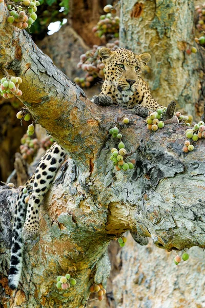 Maschio Leopardo Che Riposa Guarda Intorno Grande Albero Fico Nel — Foto Stock