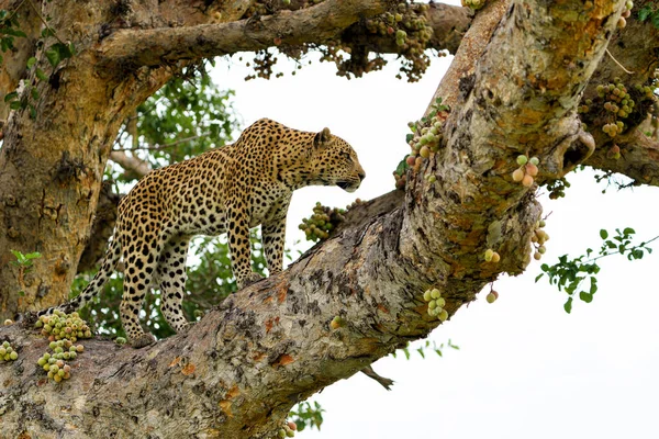 Leopardí Samec Odpočívající Rozhlížející Velkém Fíkovníku Deltě Okavango Botswaně — Stock fotografie