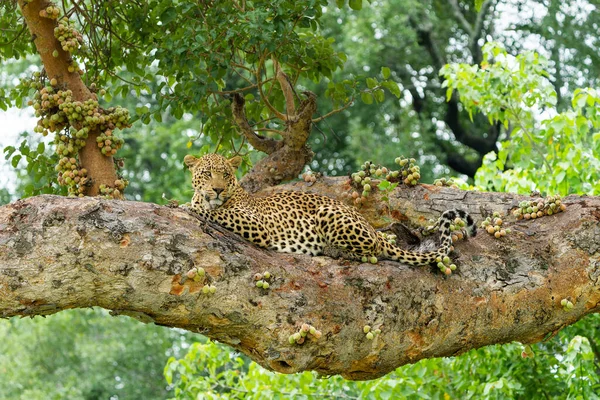 Maschio Leopardo Che Riposa Guarda Intorno Grande Albero Fico Nel — Foto Stock