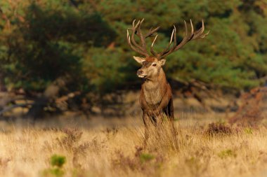 Çiftleşme mevsiminde kızıl geyik Hollanda 'daki Ulusal Park Hoge Veluwe ormanında yürüyor.