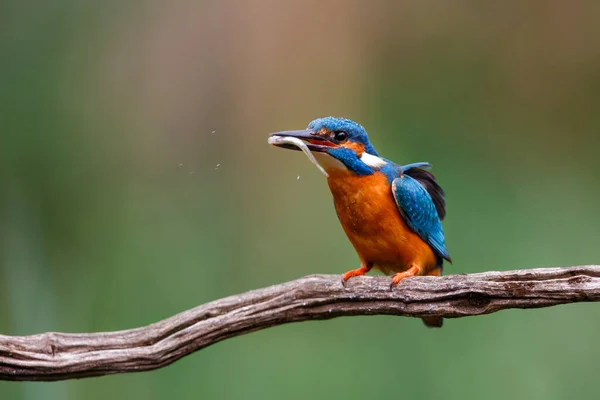 Közös Kingfisher Eszik Egy Halat Miután Búvárkodás Hollandiában — Stock Fotó