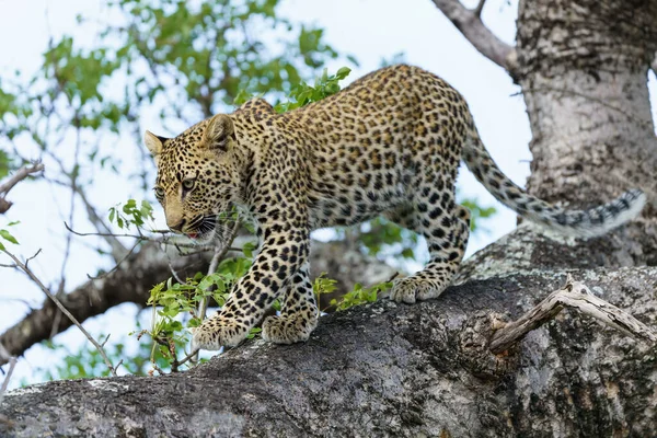 Filhote Leopardo Árvore Depois Esconder Para Uma Hiena Sabi Sands — Fotografia de Stock