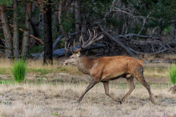 Red Deer Stag Rutting Season Walking Forest National Park Hoge — Stock Photo, Image