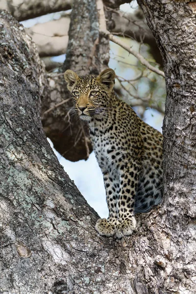 Güney Afrika Nın Büyük Kruger Bölgesinde Sabi Kumları Nda Bir — Stok fotoğraf