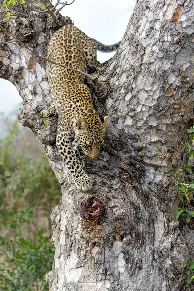 Cachorro Leopardo Árbol Después Esconderse Para Una Hiena Reserva Caza — Foto de Stock