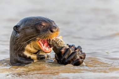 Dev nehir samuru, Pteronura brasiliensis, balık yiyen Matto Grosso, Pantanal, Brezilya, Güney