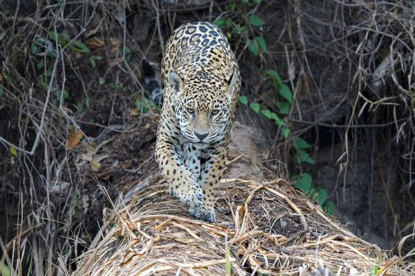 Jaguar Panthera Onca Vadászat Északi Pantanal Mata Grosso Brazíliában — Stock Fotó