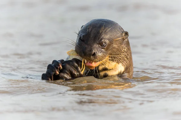 Giant River Otter Pteronura Brasiliensis Makan Ikan Matto Grosso Pantanal — Stok Foto