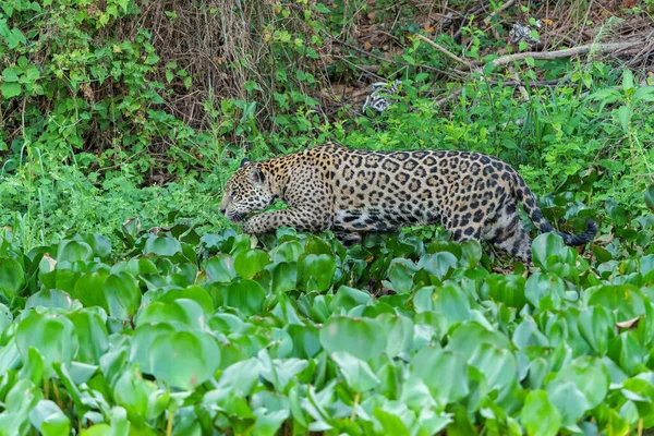 Jaguar Panthera Onca Caça Pantanal Norte Mata Grosso Brasil — Fotografia de Stock