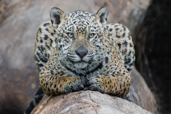 Jaguar Panthera Onca Descansando Pantanal Norte Mata Grosso Brasil — Fotografia de Stock