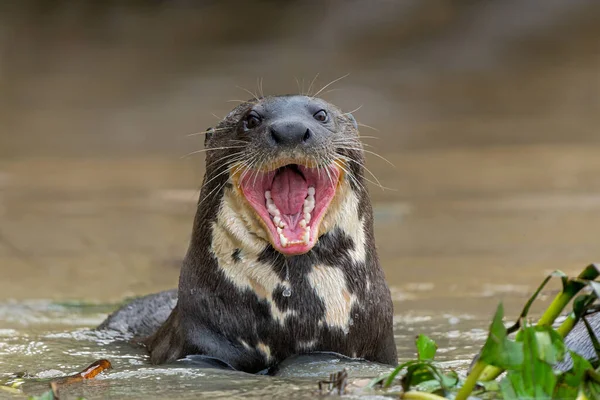 Giant River Otter Pteronura Brasiliensis Eating Fish Matto Grosso Pantanal — Stock Photo, Image