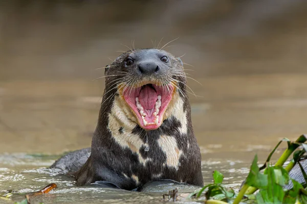 Dev nehir samuru, Pteronura brasiliensis, balık yiyen Matto Grosso, Pantanal, Brezilya, Güney