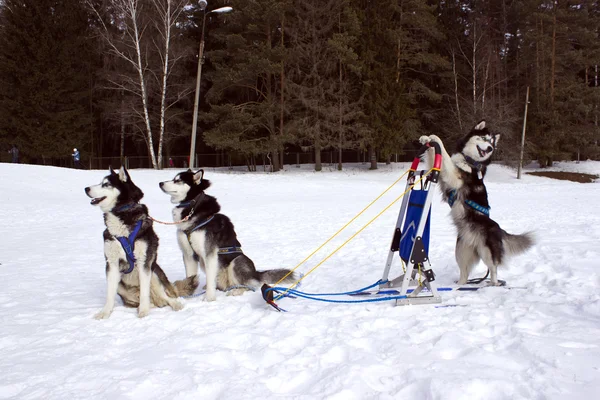 Husky - papki Obrazy Stockowe bez tantiem