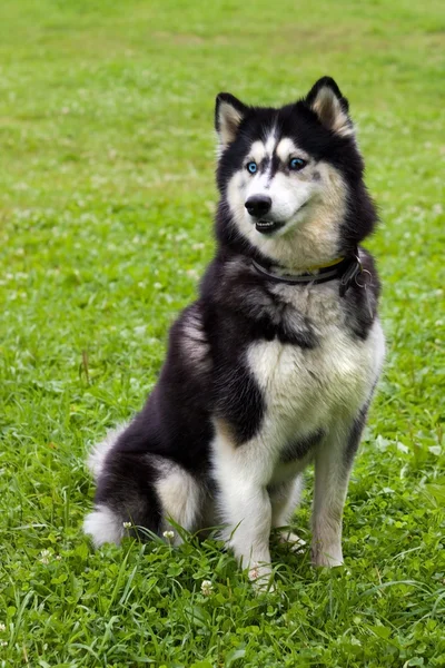 Portre Husky. — Stok fotoğraf