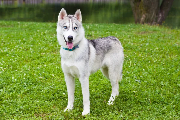 The puppy husky, standing on a grass — Stock Photo, Image