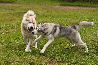 Huskies oynamak