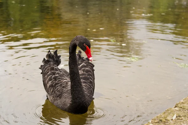 Black swan — Stock Photo, Image