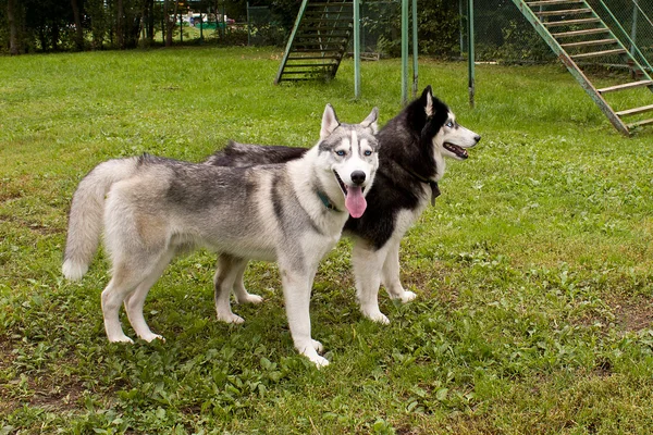 Två huskies — Stockfoto