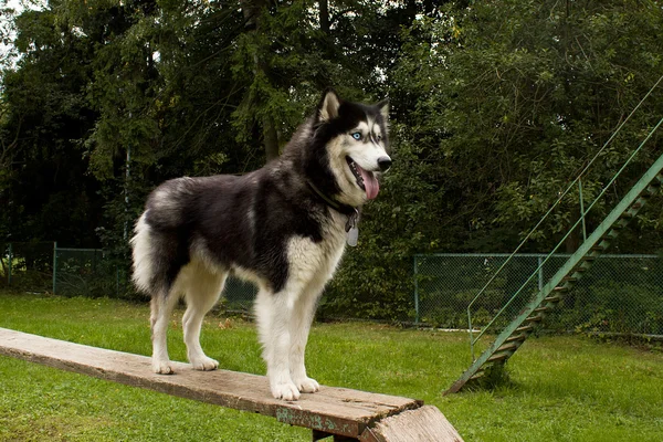 Husky em um playground de cão — Fotografia de Stock