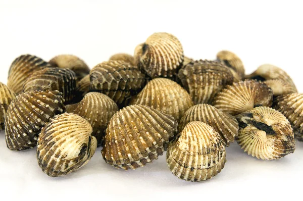 Clams on a white background — Stock Photo, Image
