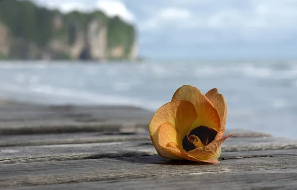 bir ao nang beach arka planı ebegümeci