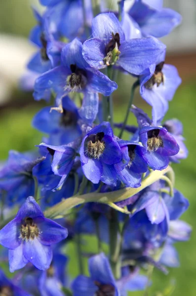 Mavi delphinium çiçekler