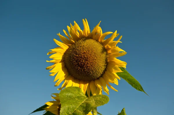 Yellow sunflower — Stock Photo, Image