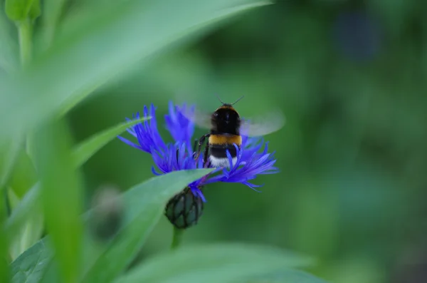 Bumblebee uçuşunu başlar
