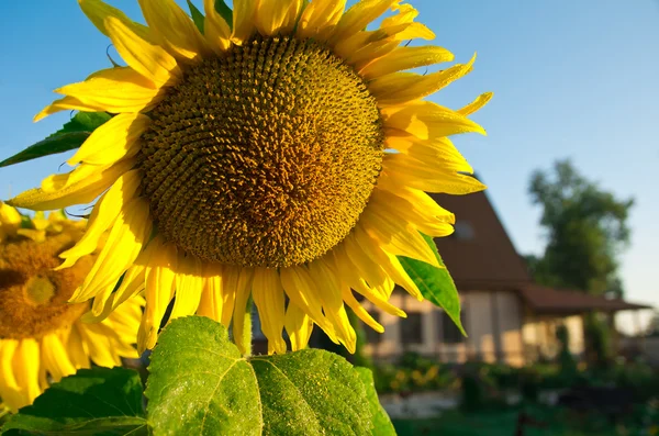Sunflower in front of a country house — Stock Photo, Image