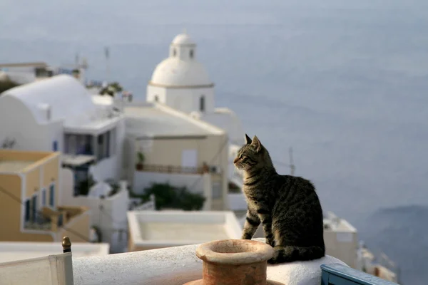 Yunanistan kedi — Stok fotoğraf