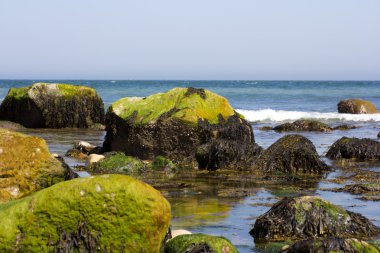 kayaların üzerinde yosun