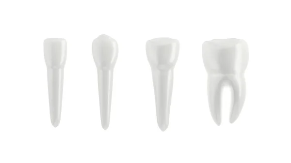 Dentes Isolados Fundo Branco Organizado Uma Fileira Ilustração Incisor Pré — Fotografia de Stock