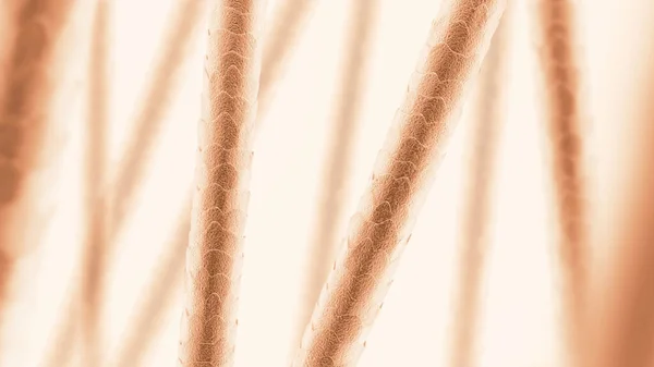 Human hair under the microscope. Close-up. Brown color. 3D illustration.