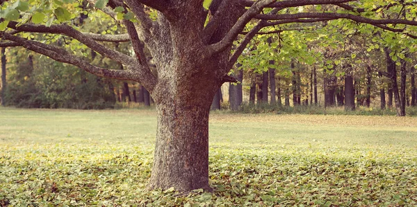 yalnızlık bir parkta ağaç