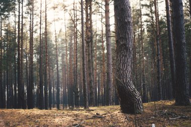 sonbahar ağaç cephesinde ormanla