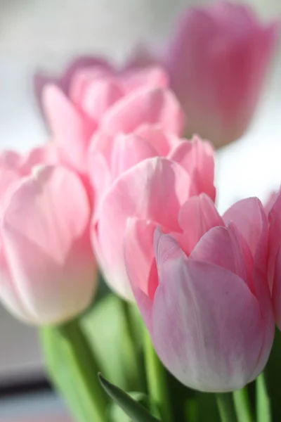 Tulpenstrauß am Fenster — Stockfoto