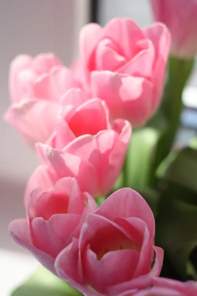 Bukiet tulipan w pobliżu okna — Zdjęcie stockowe