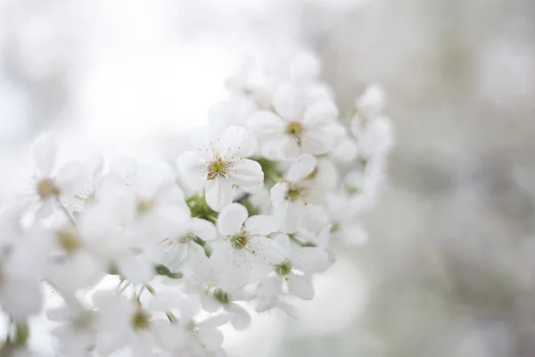 bahar beyaz kiraz çiçeği arka plan