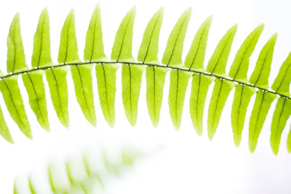 Bahar taze soyut fern arka plan