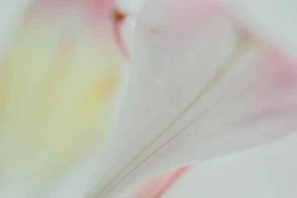 Spring tender blossom background — Stock Photo, Image