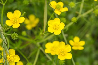 Düğünçiçeği sarı çiçek