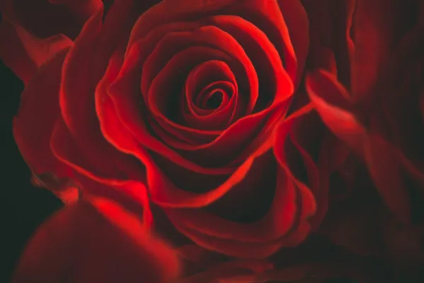 Tło zbliżenie czerwonych róż — Zdjęcie stockowe